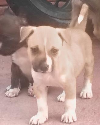Dono cuccioli incrocio husky con Pitbull redinusa