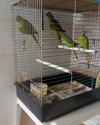 Parrocchetti dal Collare giovani 2025