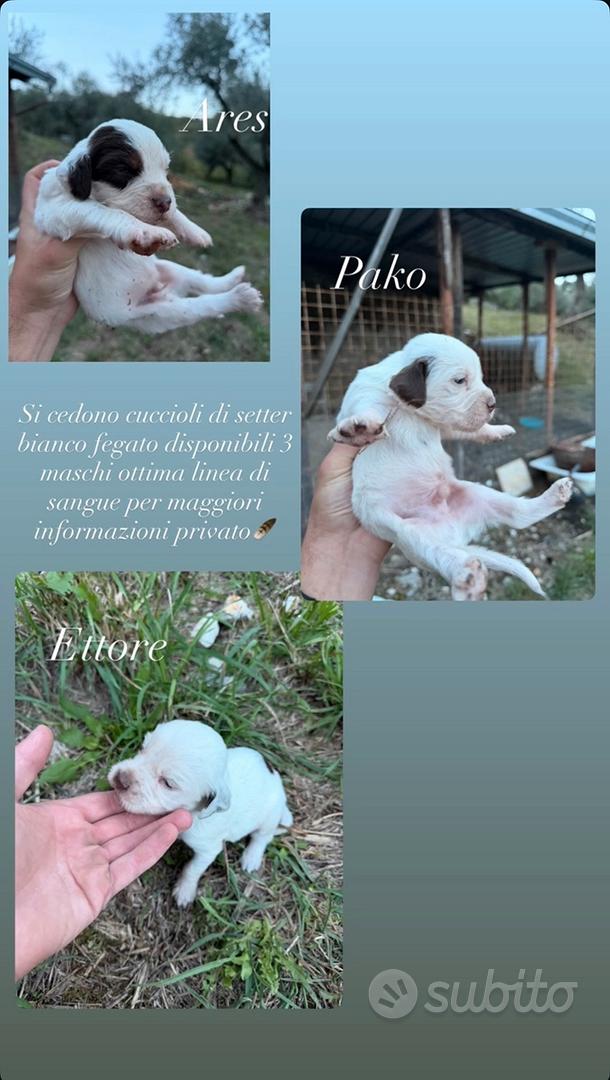 Cuccioli di setter - Animali In vendita a Frosinone