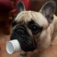 Bulldog francese con pedigree per accoppiamento