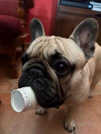 Bulldog francese con pedigree per accoppiamento