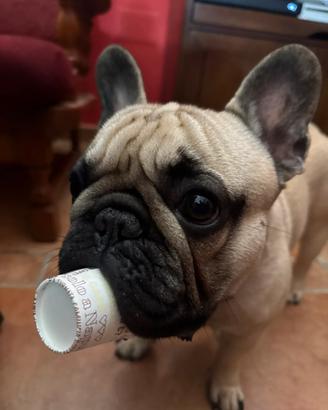 Bulldog francese con pedigree per accoppiamento