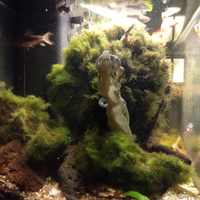 Marimo 15 cm