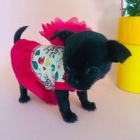 Chihuahua micro femmina con pedigree