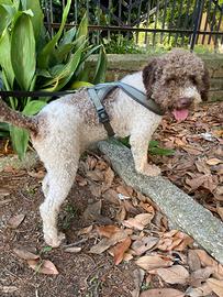 Lagotto Romagnolo
