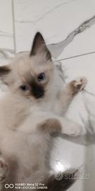 Cuccioli Ragdoll