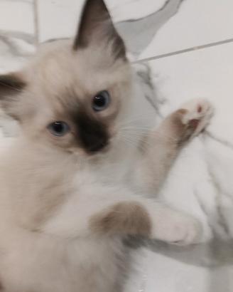 Cuccioli Ragdoll