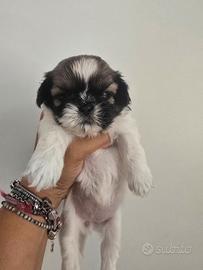 Shih tzu cuccioli