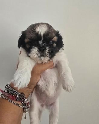 Shih tzu cuccioli