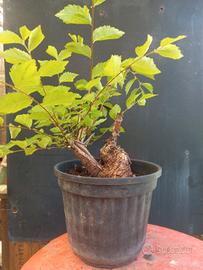 bonsai