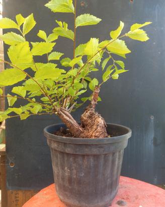 bonsai