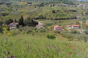 Terreno agricolo Bolognetta