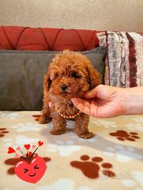 Cuccioli di barboncini mini toy Maschi e Femmine