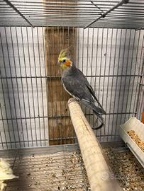 Calopsite maschi giovani