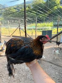 Gallo Olivegger