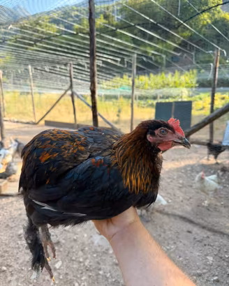 Gallo Olivegger