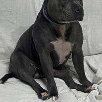 Stallone DISPONIBILE PER MONTA prov di Tp/Pa