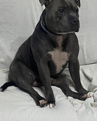 Stallone DISPONIBILE PER MONTA prov di Tp/Pa