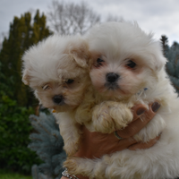 Maltipoo Mini Toy Maltese/Barboncino