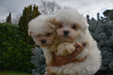 Maltipoo Mini Toy Maltese/Barboncino