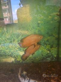 Astronotus albini red chilli