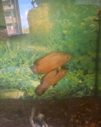Astronotus albini red chilli
