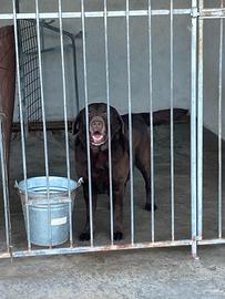 Labrador Retriever Adulte