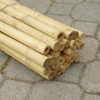 Canne in bamboo per sostegno ortaggi e altri usi