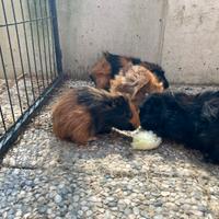 Cavia abissina