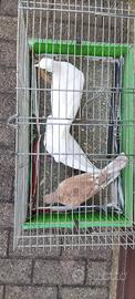 Tortore bianche e marroncine