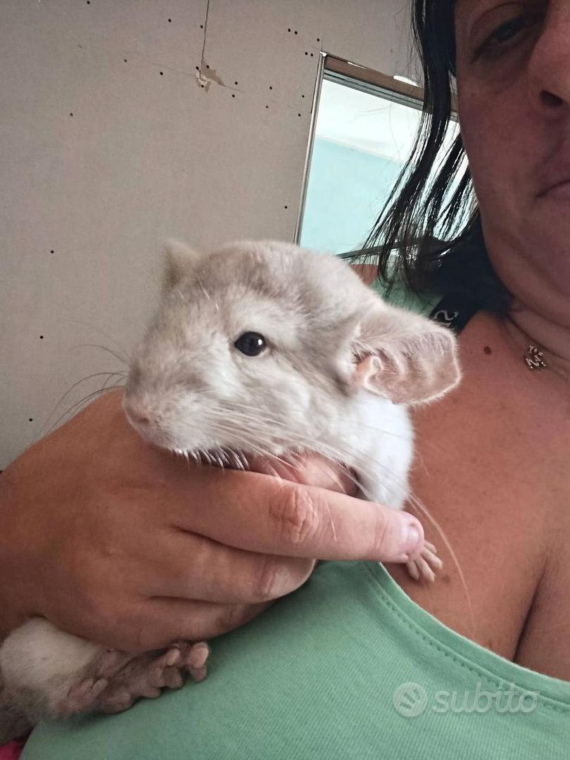 Cincillà - Animali In regalo a Roma