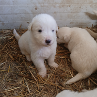 Cuccioli di maremmano