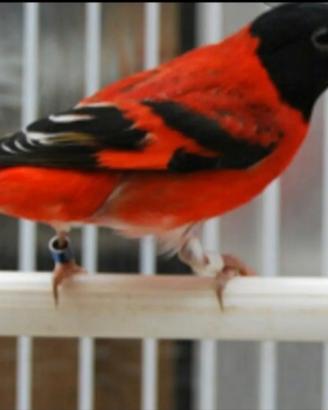 Canarini e cardinalini in blocco