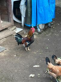 Gallina e gallo