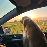 Accoppiamento cocker spaniel inglese con pedigree