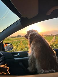 Accoppiamento cocker spaniel inglese con pedigree