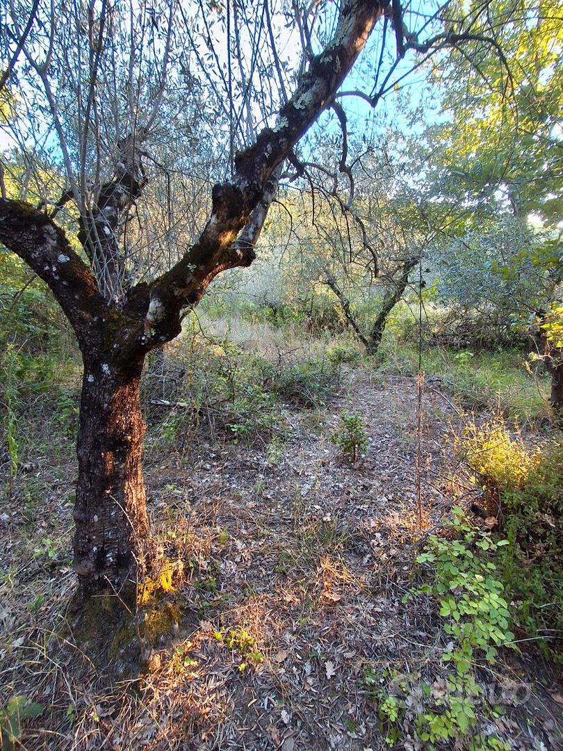 Terreno con capanno,pozzo e corrente-ruscello (ar) - Vista 2
