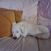 Dogo argentino con pedigree