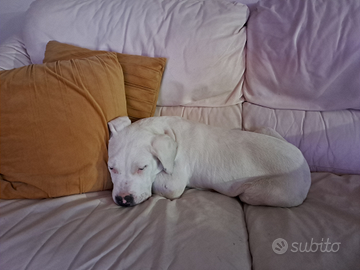 Dogo argentino con pedigree