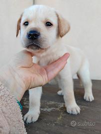 Labrador miele e neri con pedigree