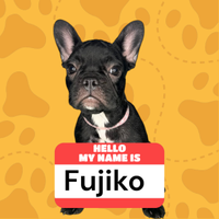 Cuccioli Bulldog francese con PEDIGREE ENCI