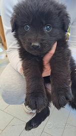 Cucciolo taglia media