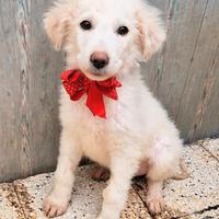 Quanta tristezza negli occhi di brigitta