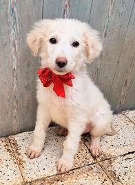 Quanta tristezza negli occhi di brigitta