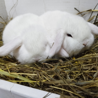 Coniglio nano ariete