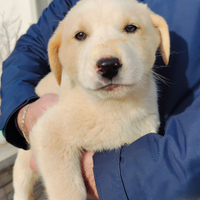 Cane pastore asia centrale cucciolo guardia