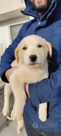 Cane pastore asia centrale cucciolo guardia