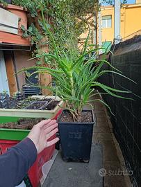 piante  curative aloe arborescens varie taglie