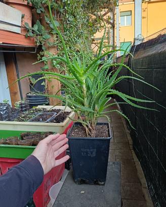 piante  curative aloe arborescens varie taglie