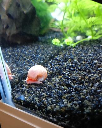 Lumaca Planorbarius rosa - arancione